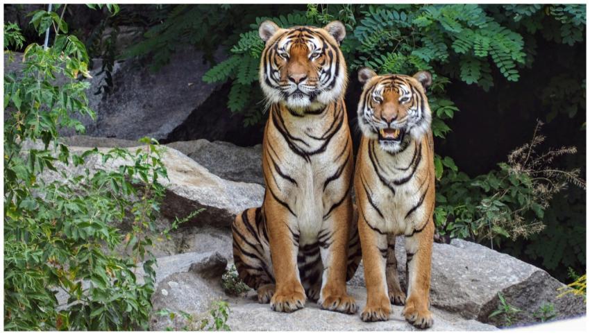 Two Bengal tigers sitting on rocks surrounded by l