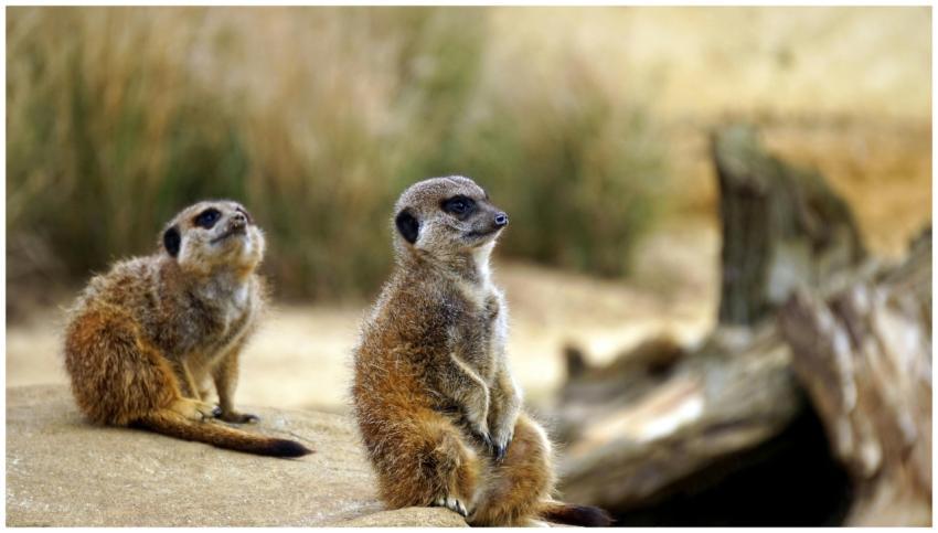 Two meerkats attentively perched on a rock, showca