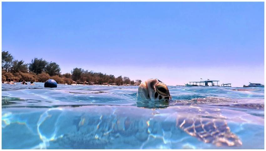 A sea turtle swims near the water's surface with b
