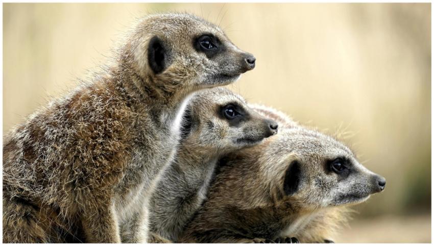 Three meerkats attentively pose together outdoors,