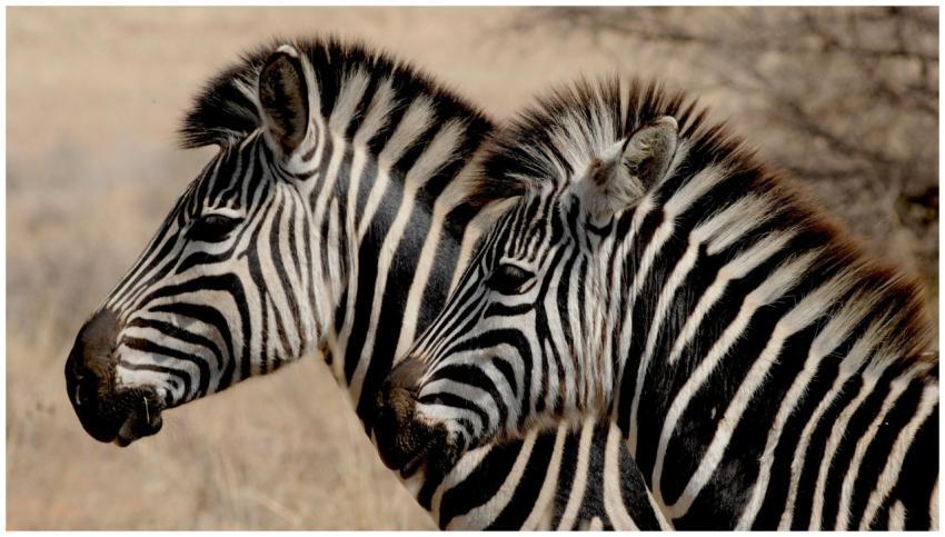 Two zebras captured side by side in their natural