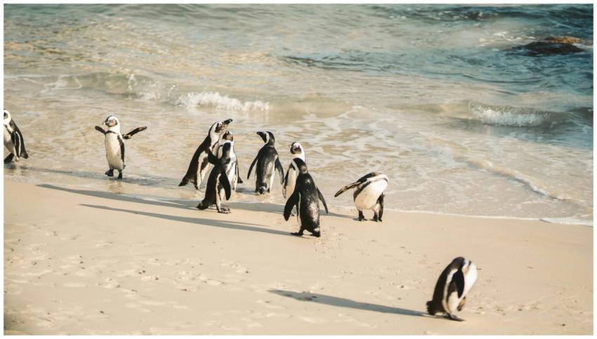 Charming African penguins enjoy a sunny day on Bou