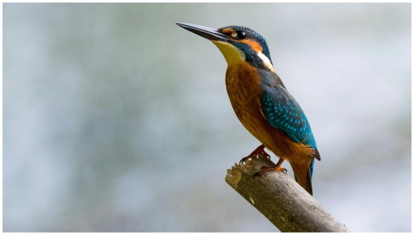 A vibrant common kingfisher (Alcedo atthis) perche