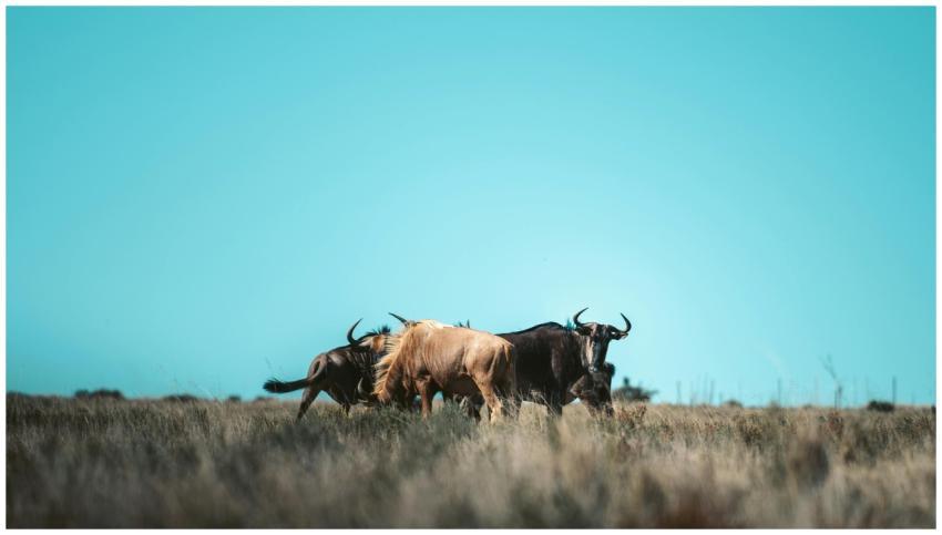 A herd of wildebeests grazing in the South African