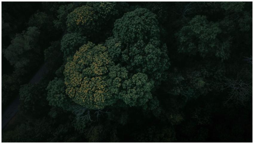 A stunning aerial view of a dense green forest in