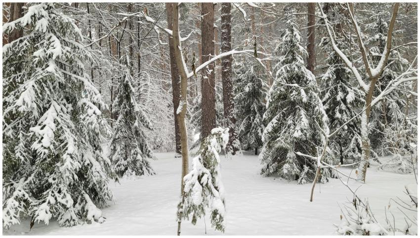 Serene snowy forest with snow-laden pine trees dur