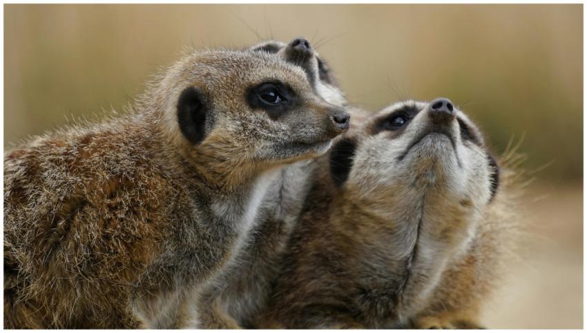 A group of meerkats displaying curiosity in their