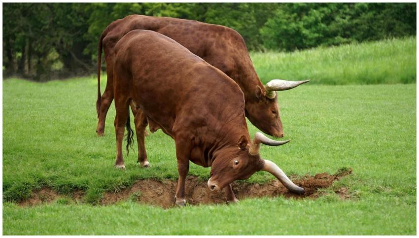 Two long-horned cattle graze peacefully in a lush