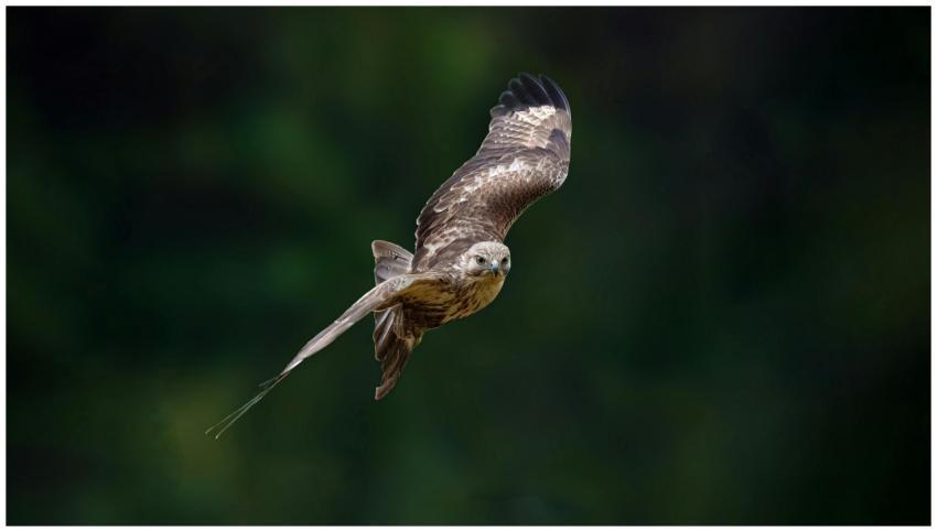 A stunning close-up of a hawk soaring gracefully i