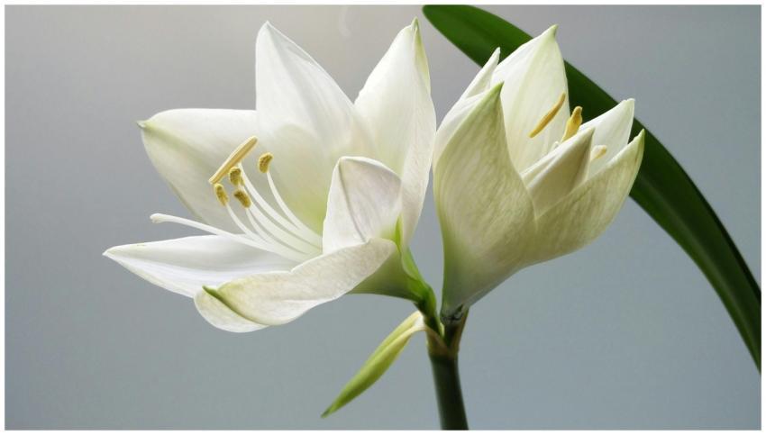 Close-up of blooming white lilies with soft lighti