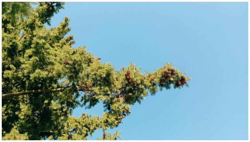 A close-up of a sunlit pine tree branch with pine