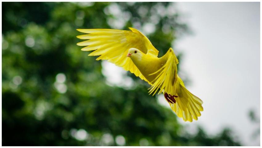 A vivid yellow dove soaring with wings spread wide