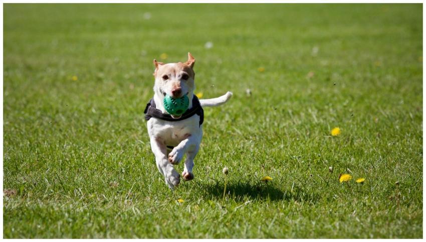A cute dog joyfully running with a ball in a grass