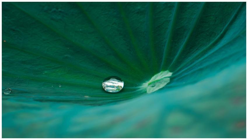 Close-up view of a water droplet resting on a smoo