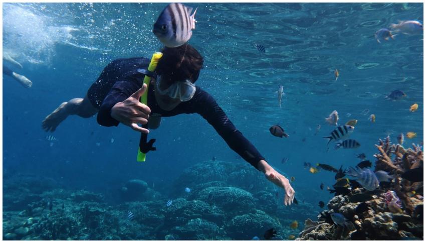 Explore marine life while snorkeling in the vibran