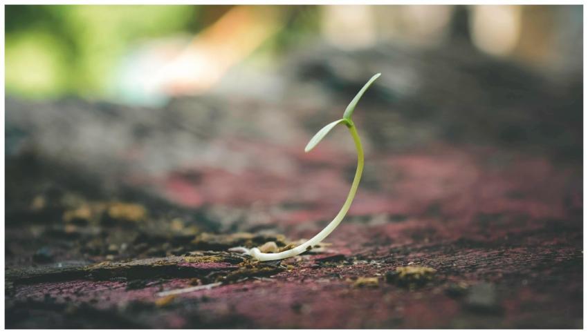 A delicate seedling sprouting from the soil symbol