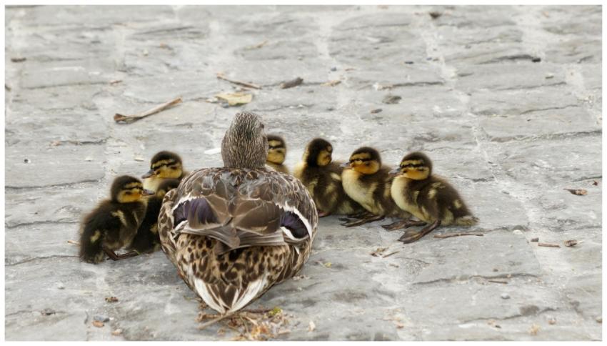 A mother mallard duck and ducklings resting on cob