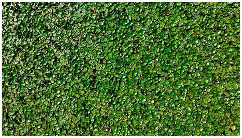 A vast array of green lilypads fills the water sur