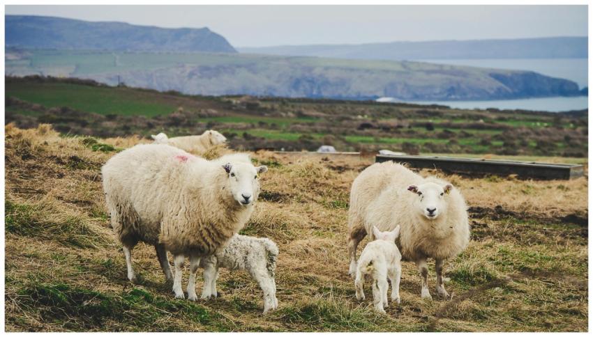 A flock of sheep with lambs grazing on a hillside