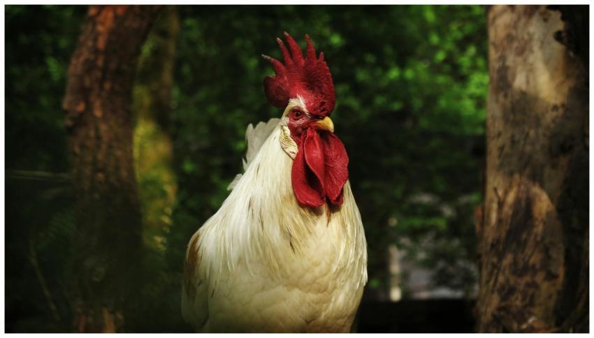 A vibrant rooster with red comb and wattle standin