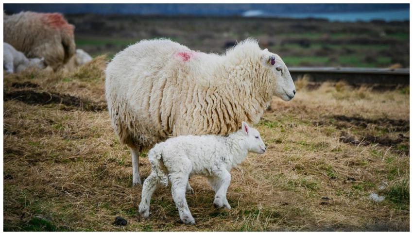 A serene scene of a sheep with its lamb grazing in