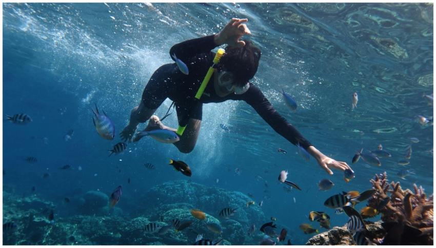Experience snorkeling with colorful fish in the cl