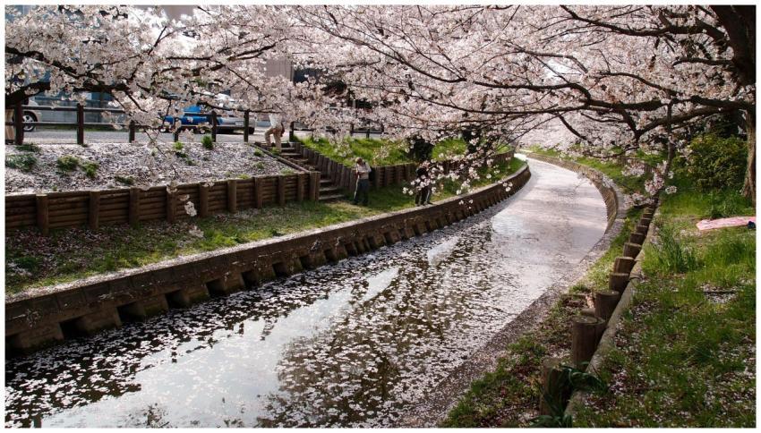 A serene spring view of cherry blossoms in full bl