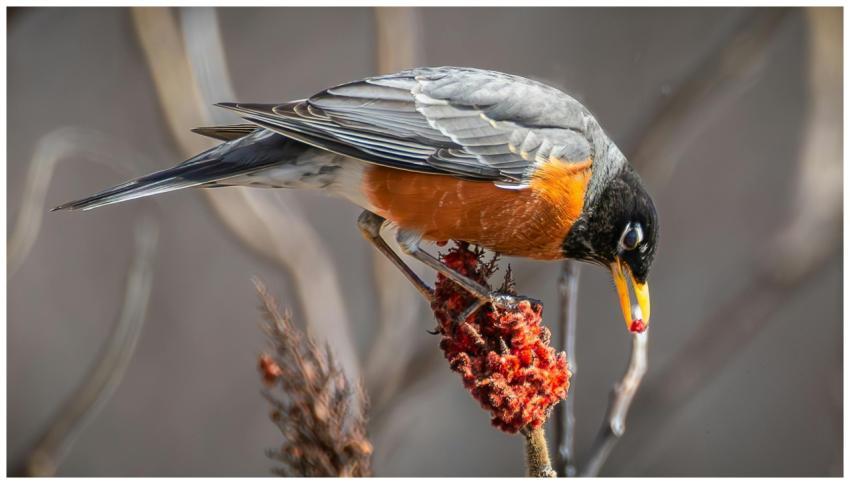 American Robin Eating Berries