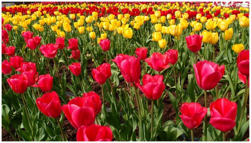 A colorful field of red and yellow tulips in a gar