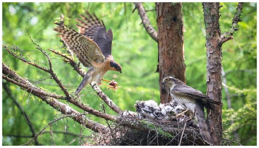A Eurasian Sparrowhawk feeding its young in a fore
