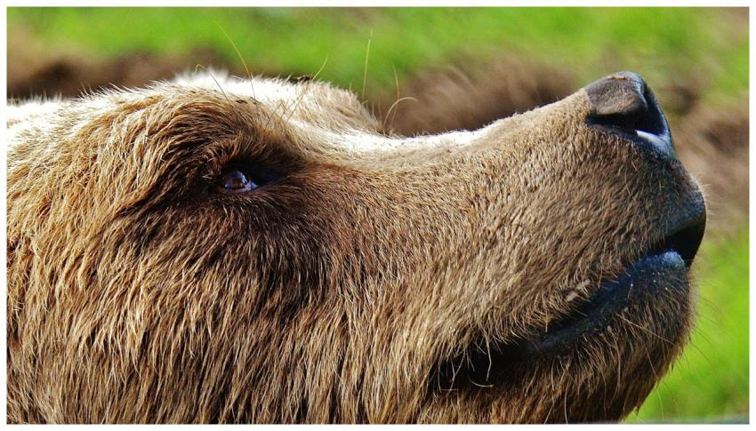 Detailed close-up portrait of a brown bear with gr