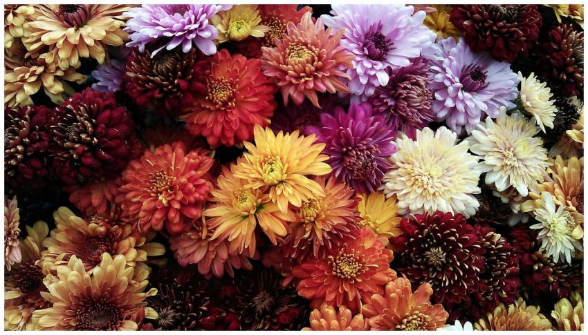 A vivid assortment of chrysanthemum flowers in ful