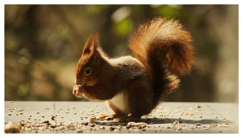 Squirrel Animal Nature Rodent