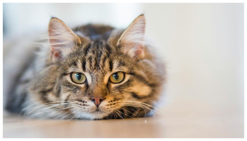 A fluffy tabby cat with piercing eyes resting indo