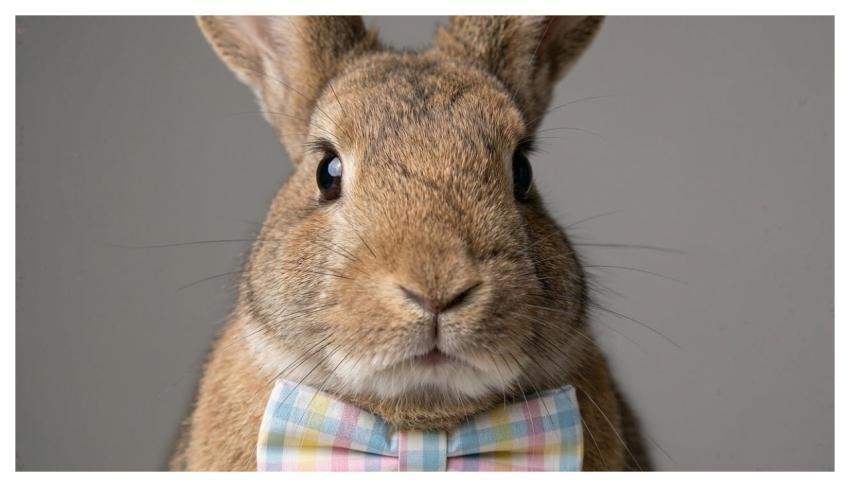 Hare Rabbit Bowtie Portrait