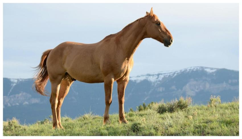 A beautiful brown horse stands in a lush grassy fi