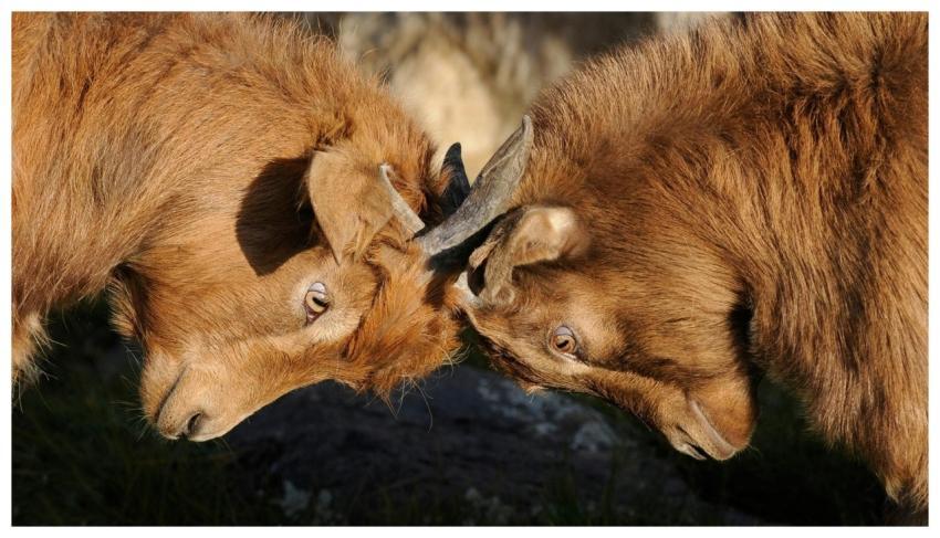 Two brown goats engage in a playful headbutting in