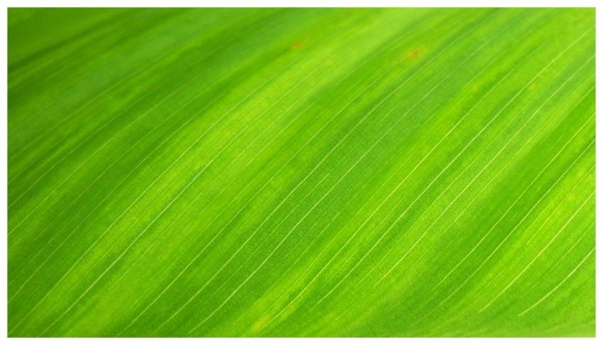 Macro shot of a green leaf's texture, ideal for ba