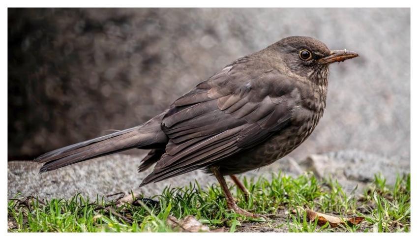 Starling Nature Bird Outdoors
