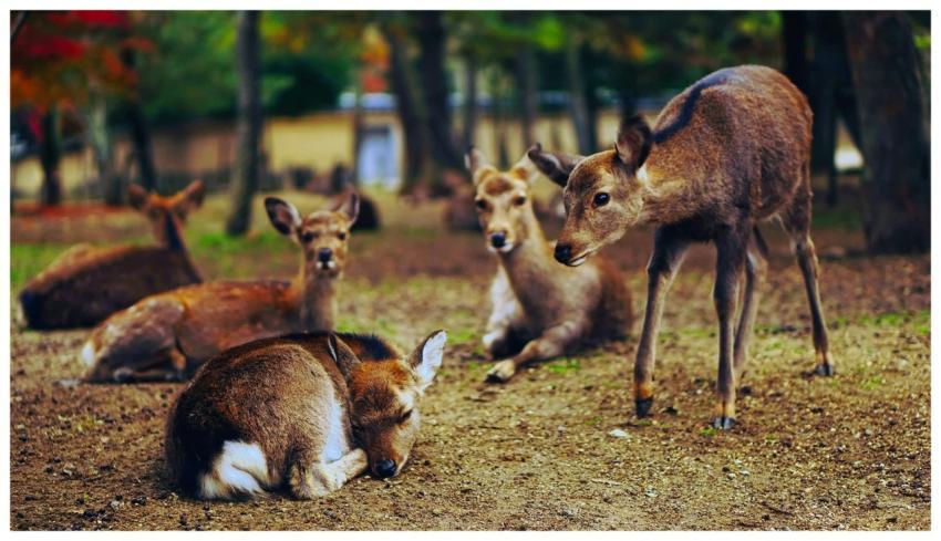 A serene scene of deer resting together in a peace