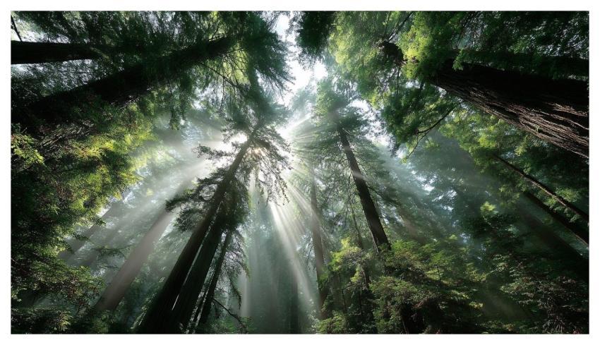 Forest Trees Sky Sunlight