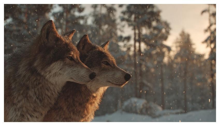 Wolves Cuddling Wolves Cliff Edge Golden Hour