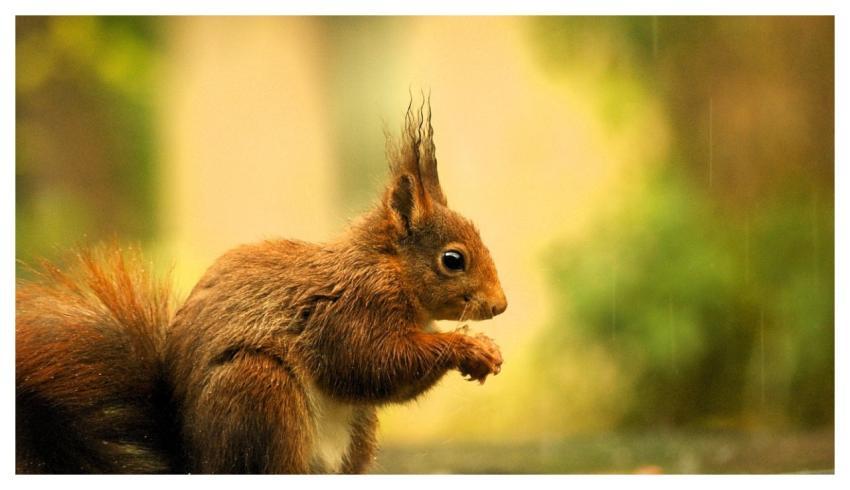 Squirrel Rain Spring Food