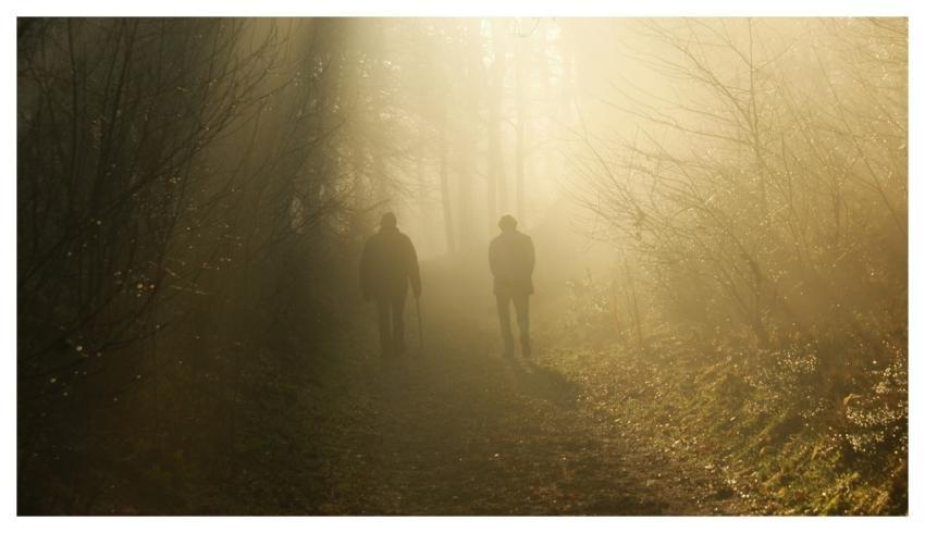 Winter Sfeervol Mistig Natuur
