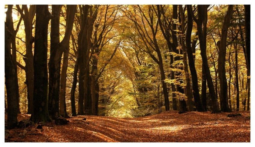 Forests Autumn Colours Nature Forest Path