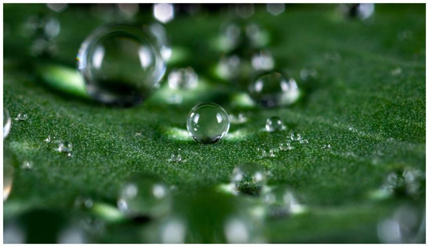 Close-up of clear dew droplets resting on a fresh
