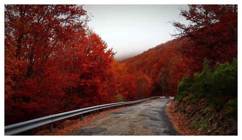 Road Autumn Travel Landscape