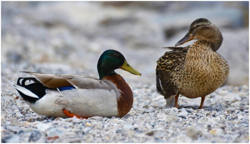 Two mallard ducks sitting on a rocky beach, displa