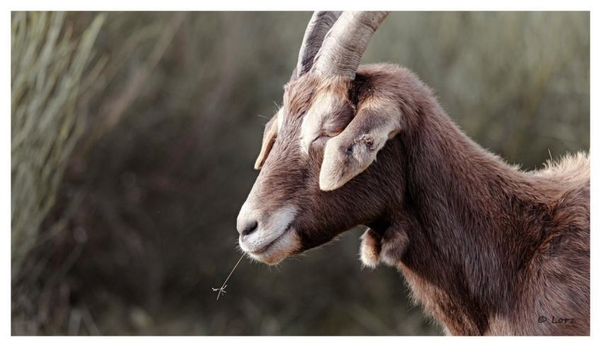 Animal Nature Grass Dry