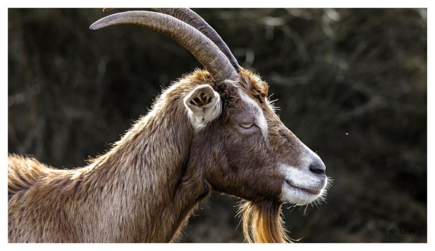 Animal Grass Dry Nature